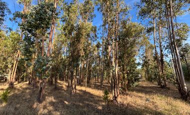 Vende Parcela terreno 5.500 m2 sector oro verde km 8 camino interior junta de vecino sol de chillan