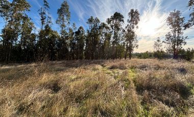 Vende Parcela terreno 5.500 m2 sector oro verde km 8 camino interior junta de vecino sol de chillan