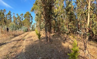 Vende Parcela terreno 5.500 m2 sector oro verde km 8 camino interior junta de vecino sol de chillan