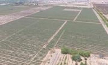 TERRENO AGRICOLA DE ALTA RENTABILIDAD CON RIEGO TECNIFICADO Y SUBESTACION PROPIA