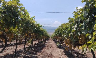 TERRENO AGRICOLA DE ALTA RENTABILIDAD CON RIEGO TECNIFICADO Y SUBESTACION PROPIA