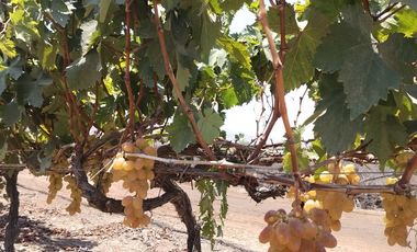 TERRENO AGRICOLA DE ALTA RENTABILIDAD CON RIEGO TECNIFICADO Y SUBESTACION PROPIA