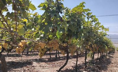 TERRENO AGRICOLA DE ALTA RENTABILIDAD CON RIEGO TECNIFICADO Y SUBESTACION PROPIA