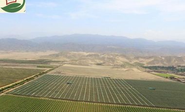 TERRENO AGRICOLA DE ALTA RENTABILIDAD CON RIEGO TECNIFICADO Y SUBESTACION PROPIA