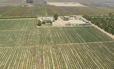 TERRENO AGRICOLA DE ALTA RENTABILIDAD CON RIEGO TECNIFICADO Y SUBESTACION PROPIA