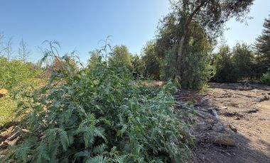 Cond. El Algarrobal Sur, Chicureo