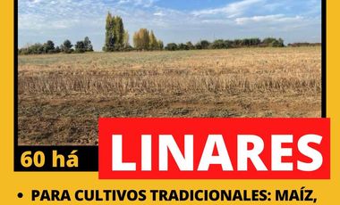 Terreno en arriendo en Linares, Linares