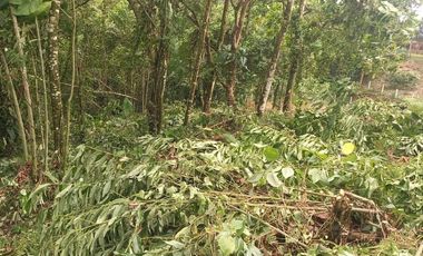 Terreno en venta Pedro Vicente Maldonado/ Cascada Azul