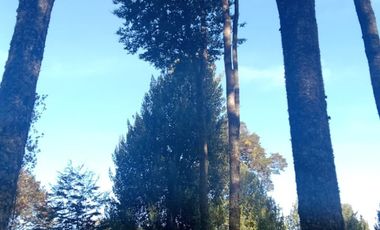 VENDO 16 HECTAREAS, DISTANTE A 10 MINUTOS DE BAHÍA MURTA,  COMUNA DE IBÁÑEZ, REGIÓN DE AYSEN