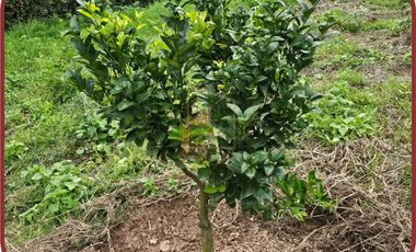 SILVANIA CUNDINAMARCA HERMOSA FINCA