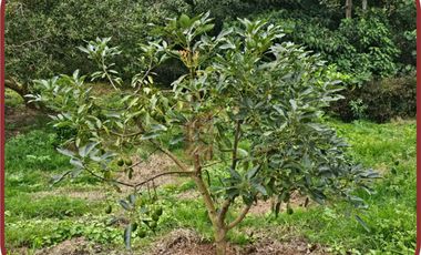 SILVANIA CUNDINAMARCA HERMOSA FINCA