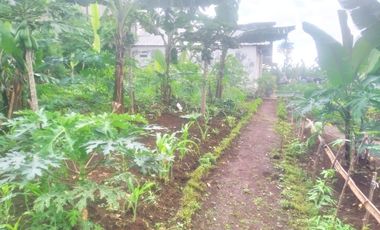 7,5 Tumbak Tanah Kebun Datar Masuk Gang Siap Bangun, Randukurung, Pakuhaji, Ngamprah, Bandung Barat
