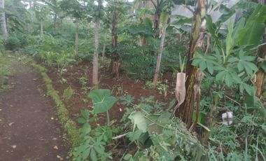 7,5 Tumbak Tanah Kebun Datar Masuk Gang Siap Bangun, Randukurung, Pakuhaji, Ngamprah, Bandung Barat