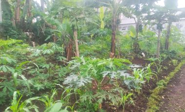 7,5 Tumbak Tanah Kebun Datar Masuk Gang Siap Bangun, Randukurung, Pakuhaji, Ngamprah, Bandung Barat
