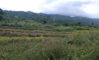 FOR SALE Agricultural Land located at Brgy. Pungan Carangalan, Nueva Ecija