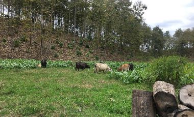 Balzar, Venta de Excelente hacienda de 100 Ha