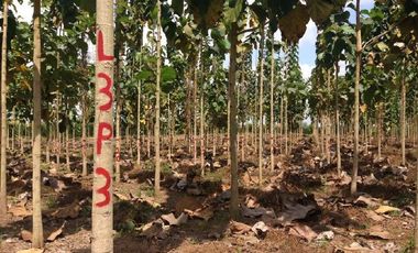Balzar, Venta de Excelente hacienda de 100 Ha