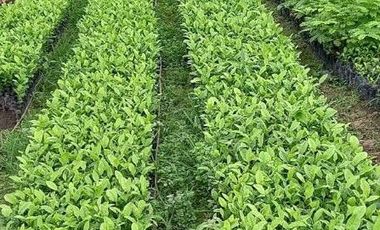 Balzar, Venta de Excelente hacienda de 100 Ha