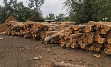 Balzar, Venta de Excelente hacienda de 100 Ha