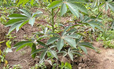 Terreno en venta en sector Taquil cerca del Pueblo de Cera y a pocos minutos de Loja y Catamayo