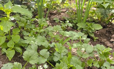 Terreno en venta en sector Taquil cerca del Pueblo de Cera y a pocos minutos de Loja y Catamayo