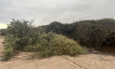 LINDA PARCELA VALLE FÉRTIL COPIAPÓ
