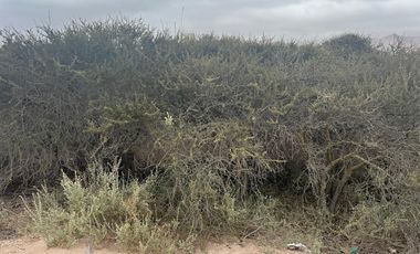LINDA PARCELA VALLE FÉRTIL COPIAPÓ