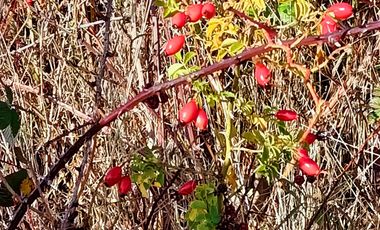 EN Venta Maravillosas Parcelas cercanas a Villarricacon luz, agua muy buen camino