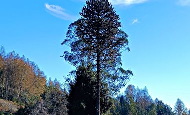 EN Venta Maravillosas Parcelas cercanas a Villarricacon luz, agua muy buen camino