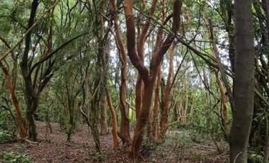 EN Venta Maravillosas Parcelas cercanas a Villarricacon luz, agua muy buen camino