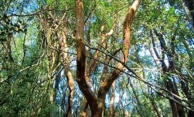 EN Venta Maravillosas Parcelas cercanas a Villarricacon luz, agua muy buen camino