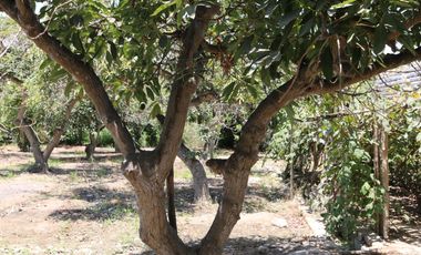 Fundo - Casa de campo en Caltopa - Cañete (camino a Lunahuaná)