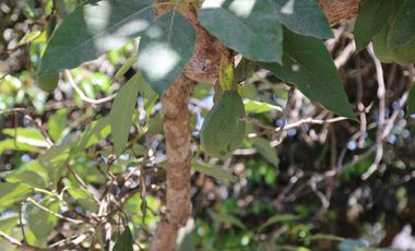 Fundo - Casa de campo en Caltopa - Cañete (camino a Lunahuaná)