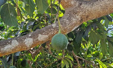 Fundo - Casa de campo en Caltopa - Cañete (camino a Lunahuaná)