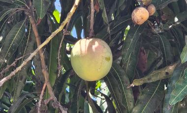 Fundo - Casa de campo en Caltopa - Cañete (camino a Lunahuaná)