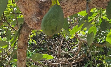 Fundo - Casa de campo en Caltopa - Cañete (camino a Lunahuaná)