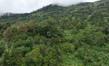 CAMPO 60 HA PLAYA EL ARENAL, LAGO RANCO