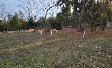 Santa Adela de Quintero, Parcelación
