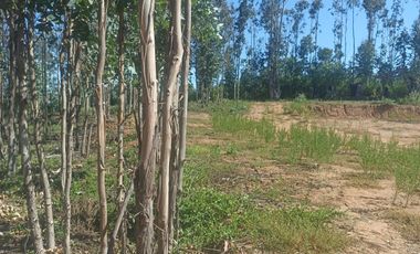 Vendo Pacela Copiulemu Florida $25.000.000