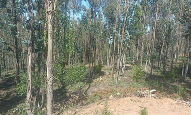 Vendo Pacela Copiulemu Florida $25.000.000