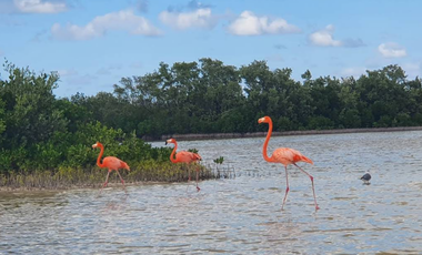 CASA EN RECUPERACIÓN BANCARIA EN C19 No. 330 TIZIMÍN CENTRO, YUCATÁN.