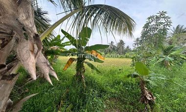 Tanah Komersil Untuk Resort dan Cottage di kawasan Pantai Carita, Pandeglang Luas 43800 m2 siap Pakai