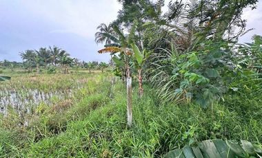 Tanah Komersil Untuk Resort dan Cottage di kawasan Pantai Carita, Pandeglang Luas 43800 m2 siap Pakai