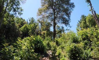 Se Vende Parcela 2,5 Hectáreas Alto Pedregoso Villarrica