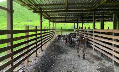 hacienda ganadera de venta en chone mongoya Y/T
