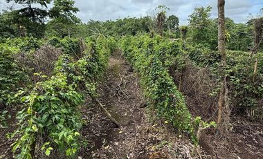 VENTA HERMOSA FINCA SECTOR LA CONCORDIA