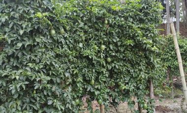 VENTA HERMOSA FINCA SECTOR LA CONCORDIA