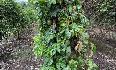 VENTA HERMOSA FINCA SECTOR LA CONCORDIA