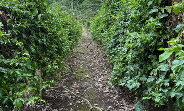 VENTA HERMOSA FINCA SECTOR LA CONCORDIA