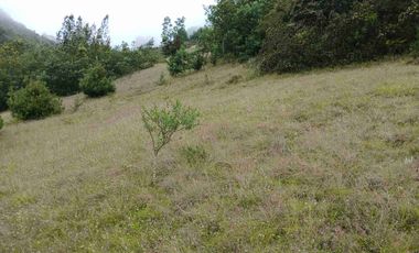 FINCA  SUESCA 18 FANEGADAS